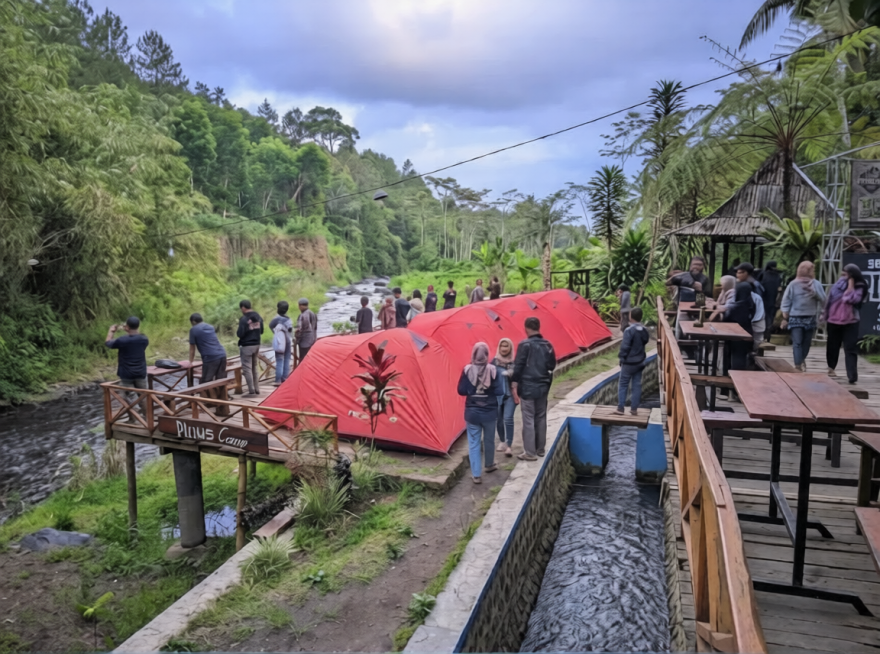 Pinus Camp 2
